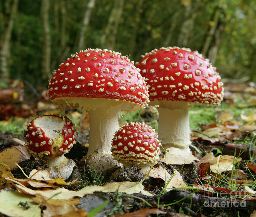 Group of Fly Agaric Fungi Photograph by Warren Photographic