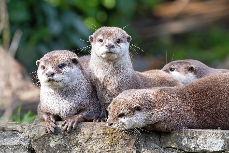 Nature Photograph - Group of four attentive Oriental small-clawed otters, Aonyx cine by Jane Rix