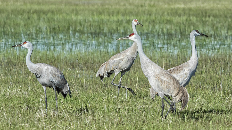 Group of Four Sandhill Cranes Photograph by Belinda Greb - Fine Art America