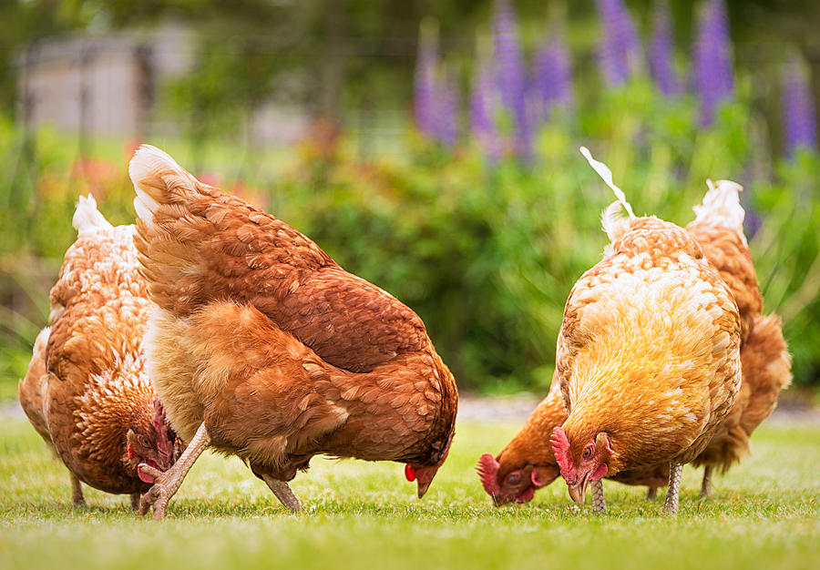 Group of free-range hens foraging for food Photograph by Georgeclerk