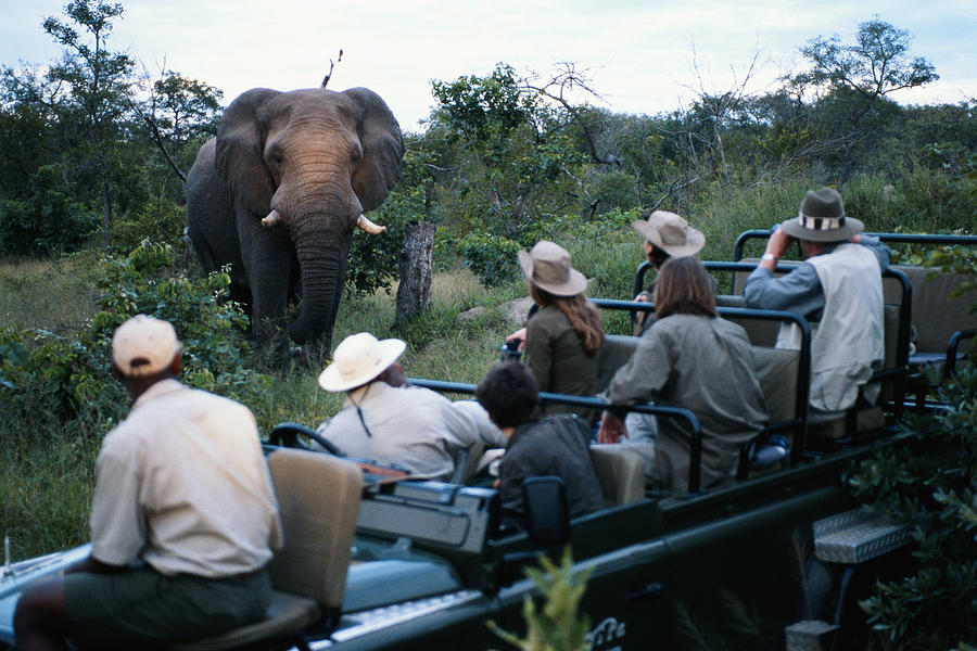 Group of friends on off road vehicle looking at elephant Photograph by David De Lossy