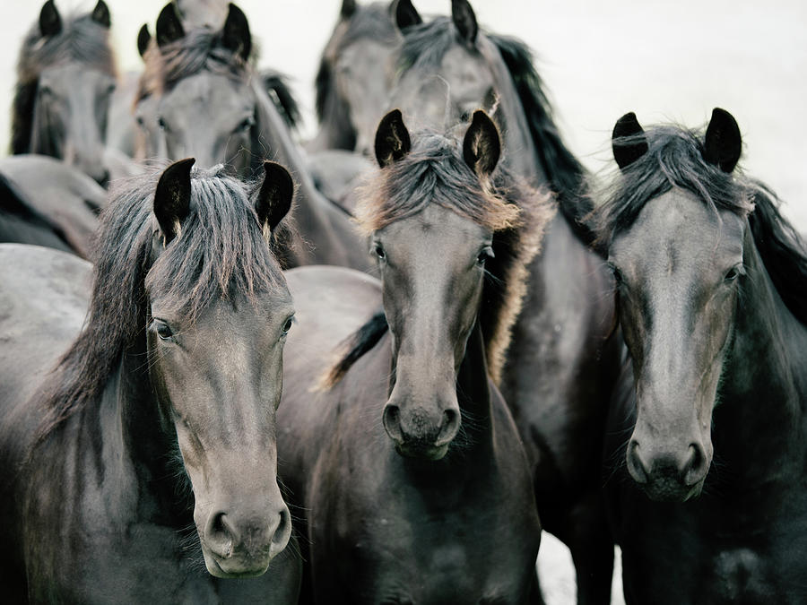 Group of Friesian Horses Photograph by Irene Suchocki