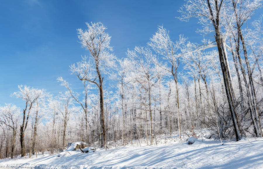 Group of frozen trees on hillside Photograph by Dan Friend
