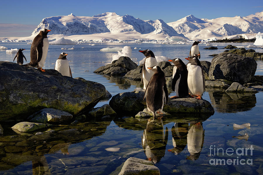 Group of Gentoo Penguins in Antarctica with Snowy Mountain Backdrop Photograph by Tom Schwabel