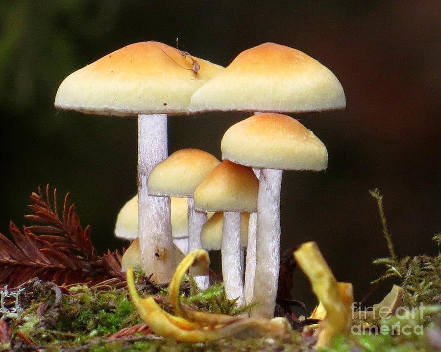 Group Of Gilled Mushrooms Photograph By Linda Vanoudenhaegen Fine Art America