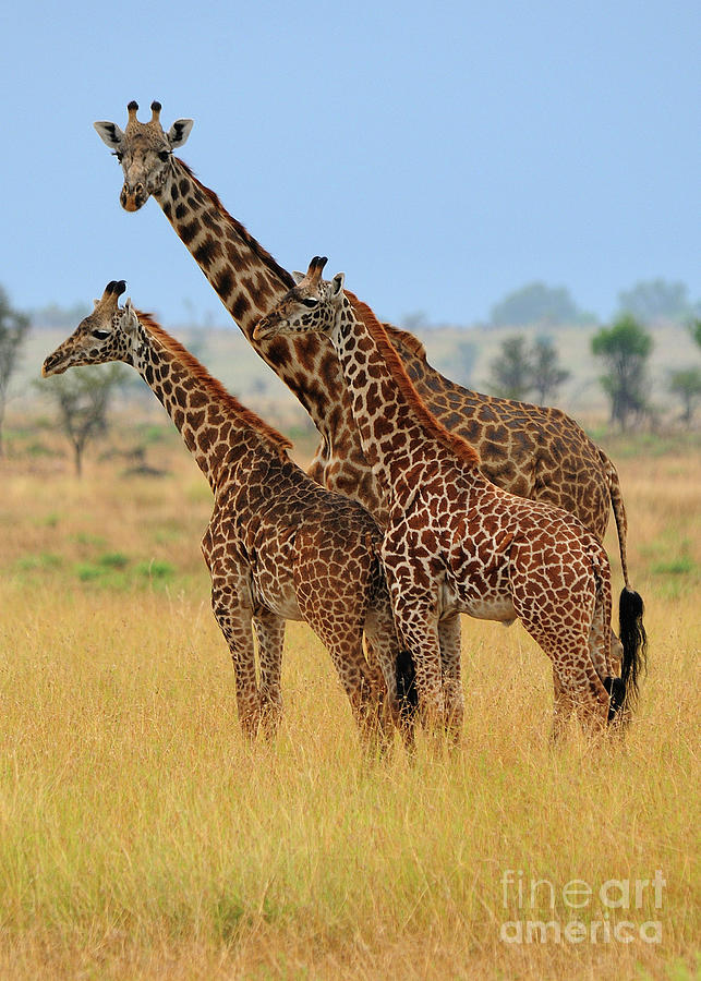 Group of Giraffes in Savannah Grass on Safari in Serengeti Photograph by Tom Schwabel