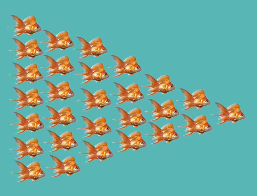 Group of goldfish Photograph by PM Images