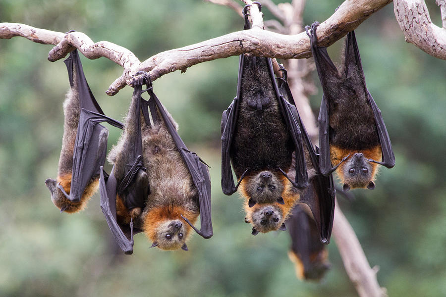 Group of Grey Headed Flying Foxes Photograph by CraigRJD