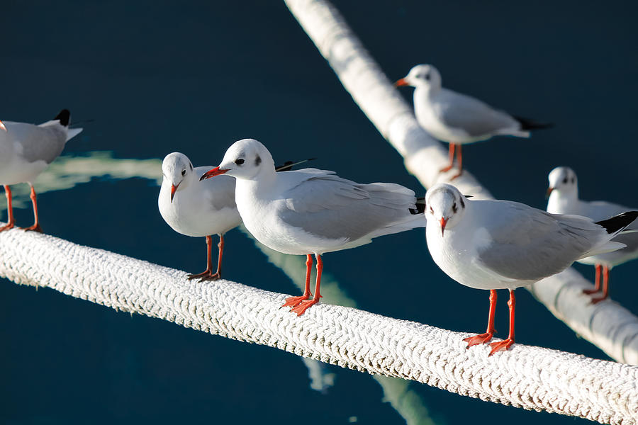 Group of gulls resting by the sea. Photograph by Agawa288