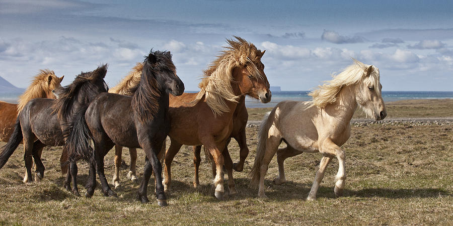 Group of Horses by the sea Photograph by Arctic-Images