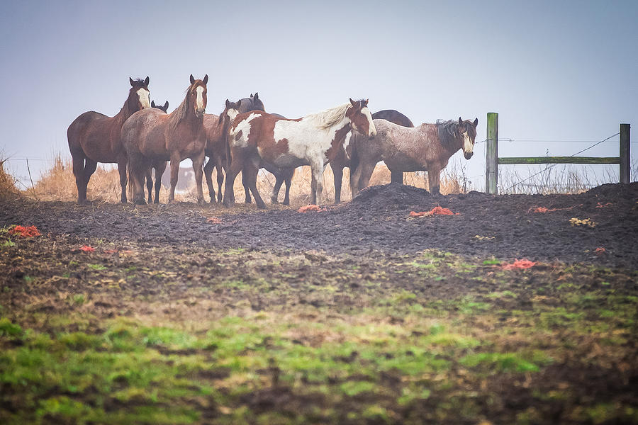 Group of Horses Photograph by Todd Ryburn Photography