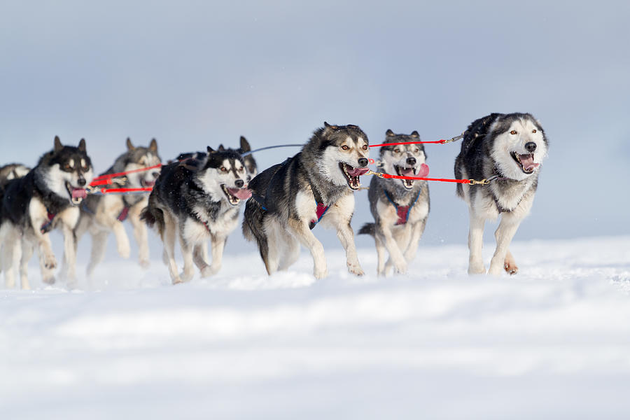 Group of husky sled dogs running in snow Photograph by RelaxFoto.de