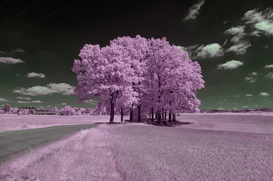 Group Of Infrared Trees Photograph By Miklos Greczi - Fine Art America