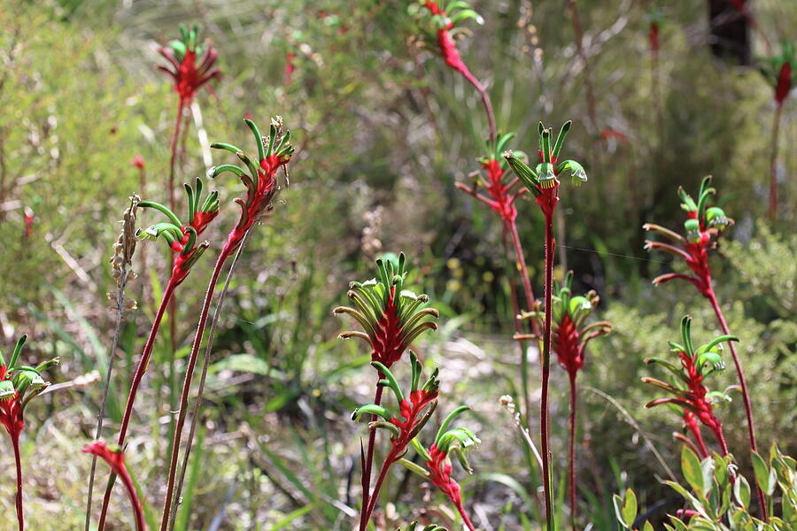 Group of Kangaroo Paws Photograph by Michaela Perryman - Fine Art America