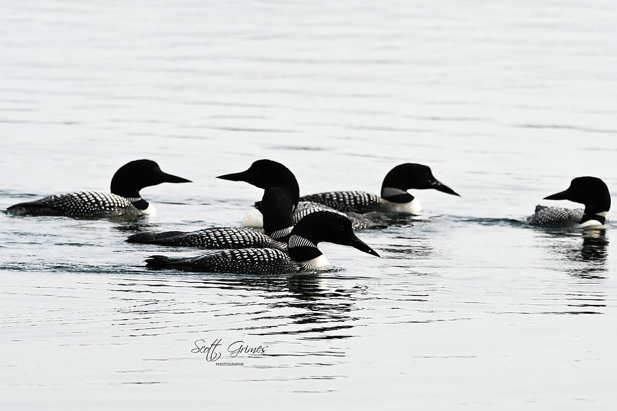 Group of Loons Photograph by Scott Grimes Pixels