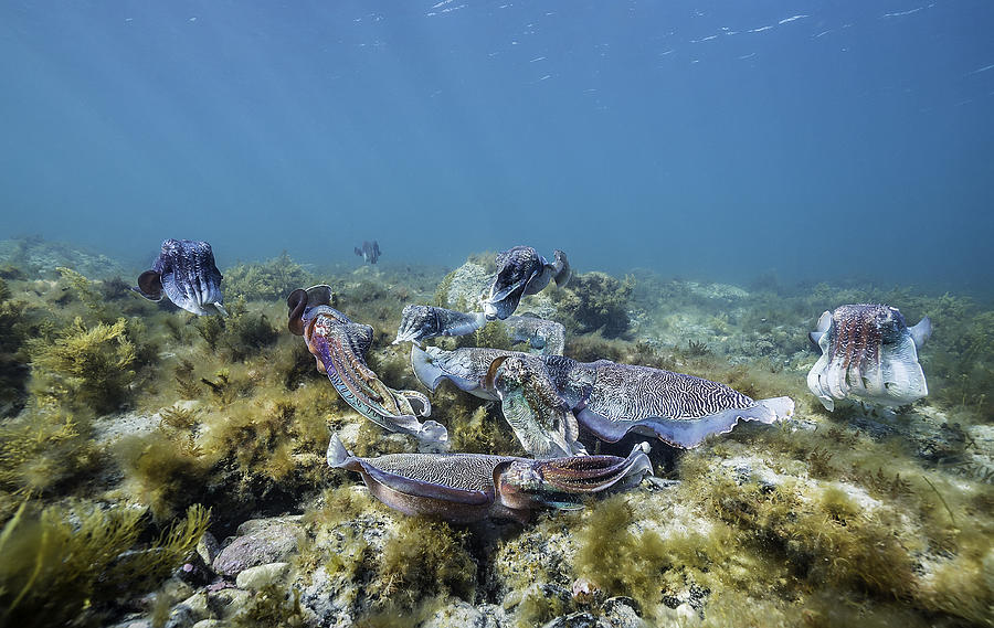 Group of male Australian giant cuttlefish males fighting over a female which is trying to lay her eggs, Point Lowly, South Australia. Photograph by By Wildestanimal