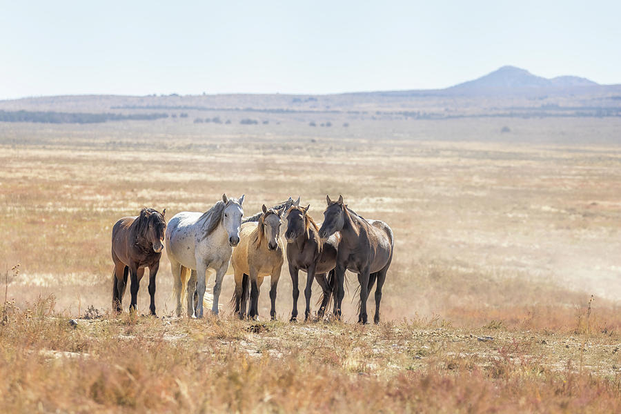 Group of Onaqui Mustangs Hanging Out at Simpson Springs Photograph by Belinda Greb