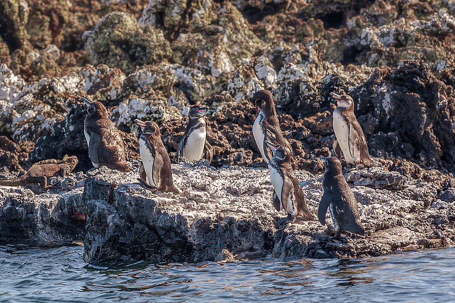 group of pengouins on Isabela island Photograph by Henri Leduc