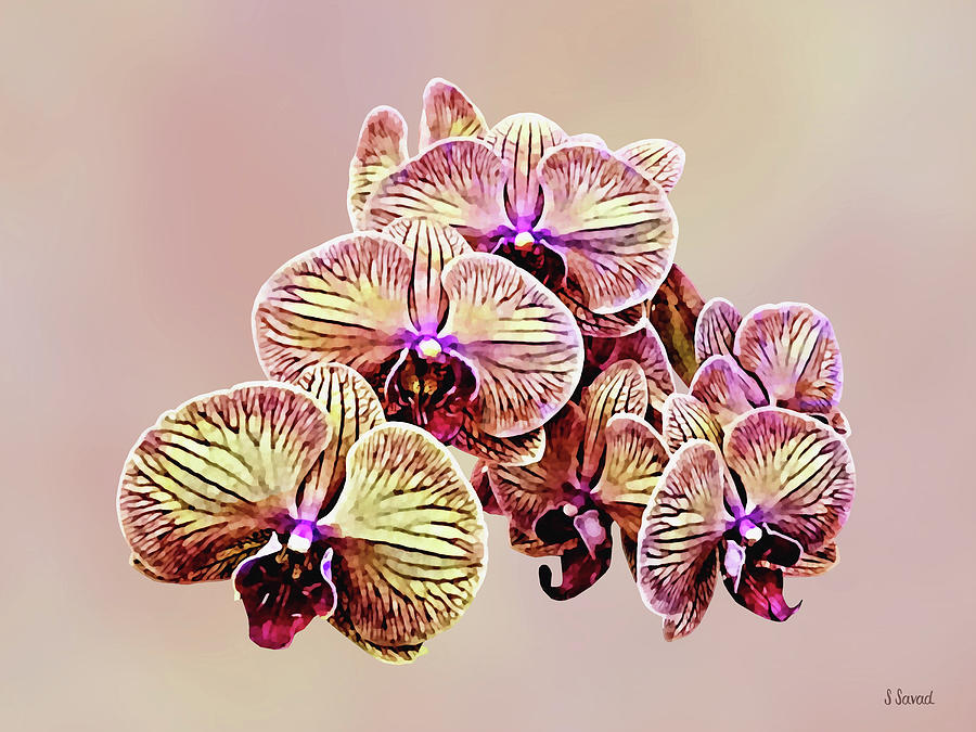 Group of Phalaenopsis Orchids Photograph by Susan Savad