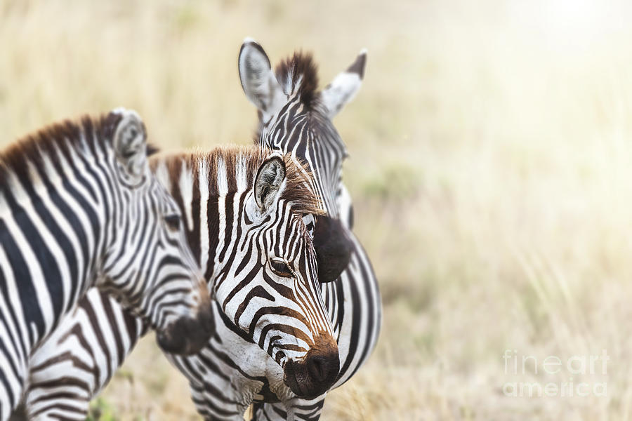 Group of Plains Zebra, equus quagga, standing in the red oat gra Photograph by Jane Rix