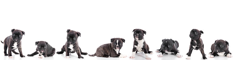Group Of Puppies On White Background Photograph by Carebott