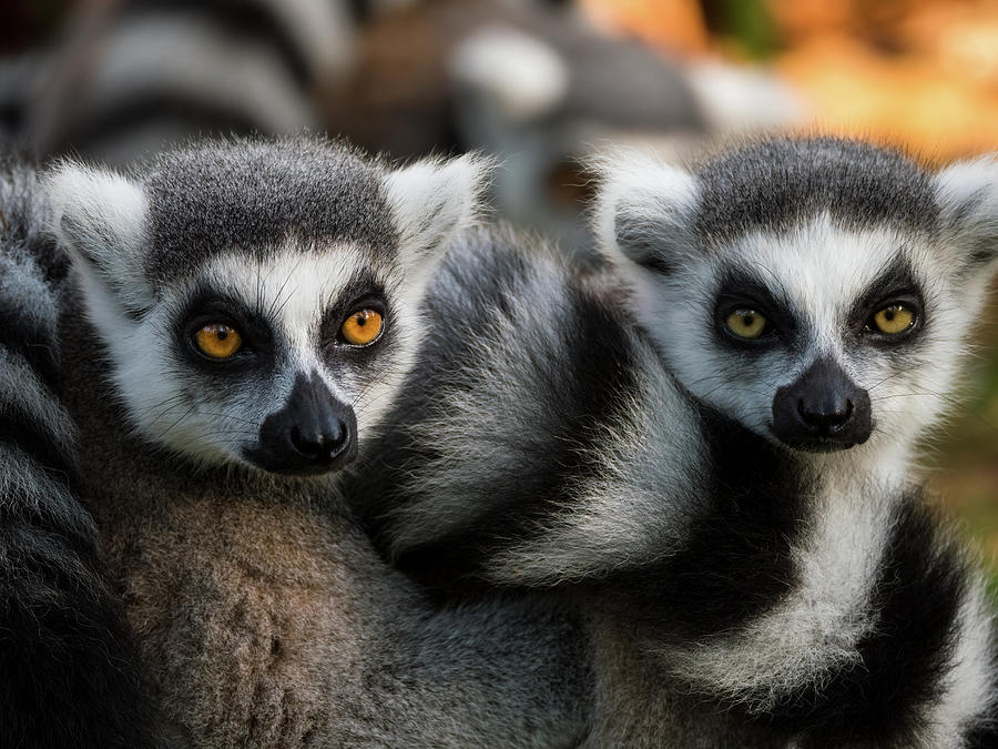 Group of ring-tailed lemur monkeys Photograph by Tosca Weijers