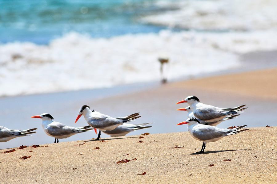 Group Of Royal Terns Hanging Out On The Beach Photograph
