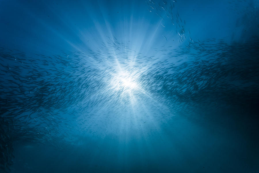 Group of sardine with sunshine Photograph by NiCK