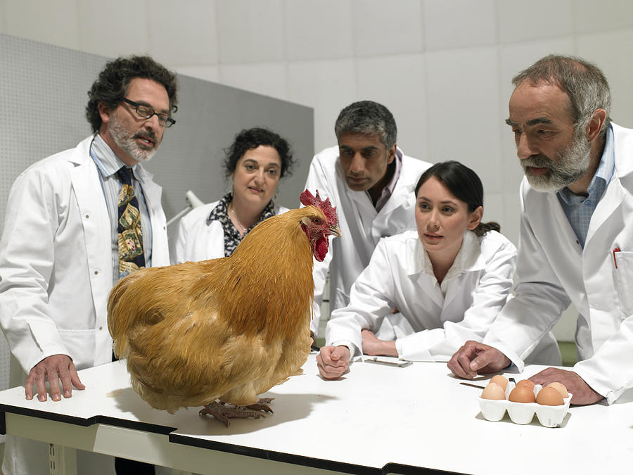 Group of scientists examine chicken in laboratory Photograph by Michael Blann