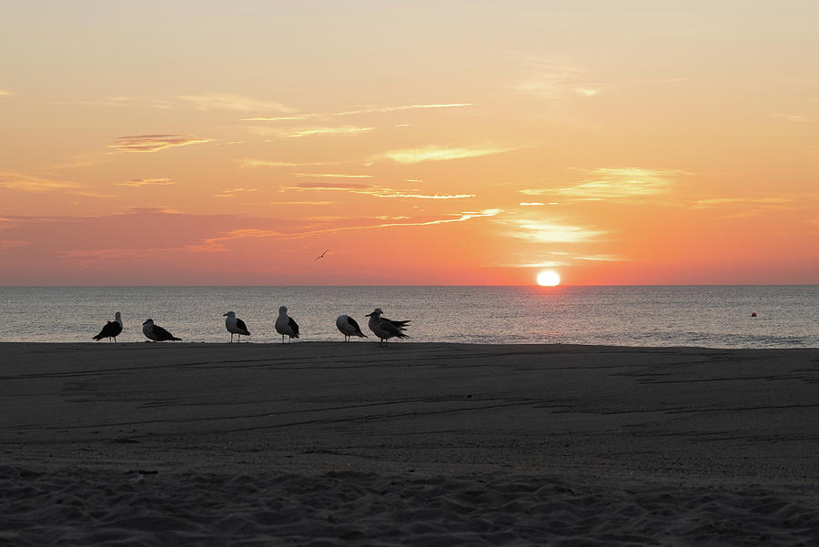 Group of Seagulls Enjoying the Sunrise Photograph by Matthew DeGrushe