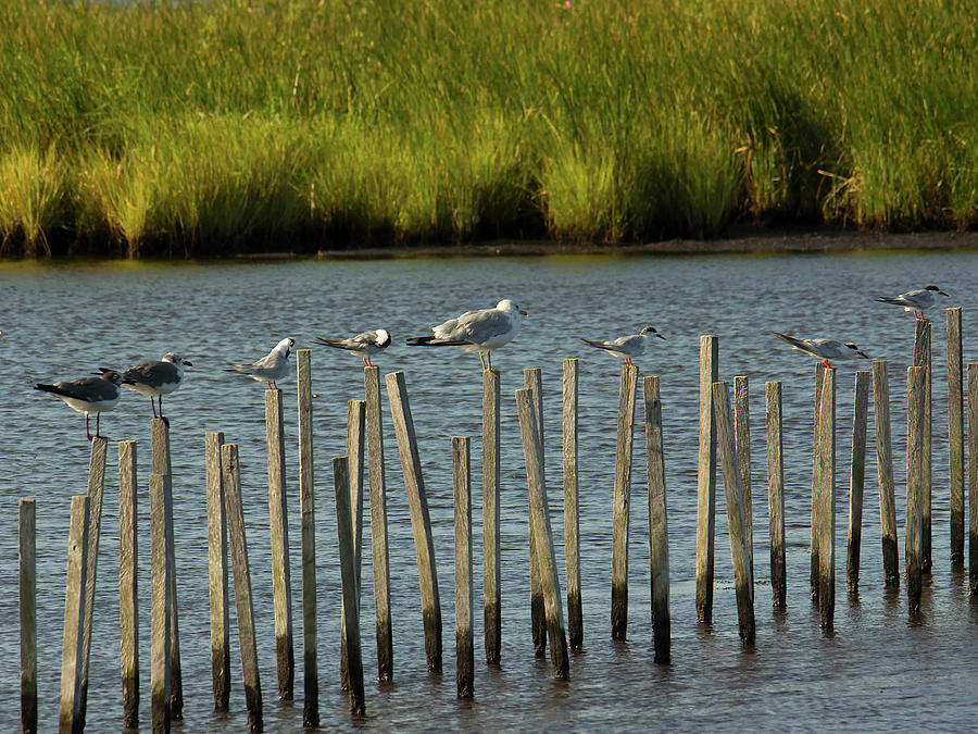 Group of Seagulls Standing on Sticks Photograph by Charles Floyd