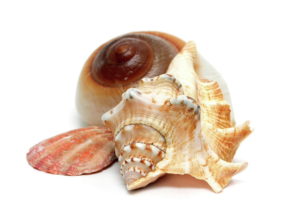 Group Of Seashells Photograph by Mikhail Kokhanchikov