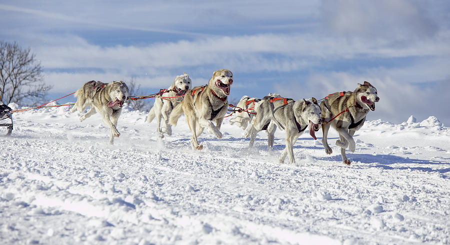 Group of Siberian husky sled dogs running in snow Photograph by RelaxFoto.de