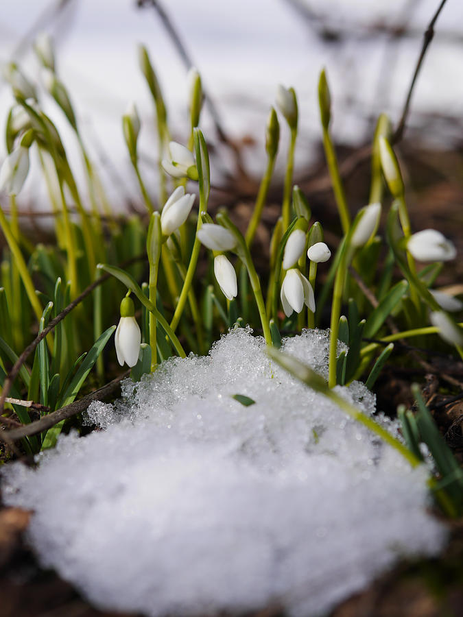 Group of snowdrop flowers  growing in snow Photograph by Snowflock