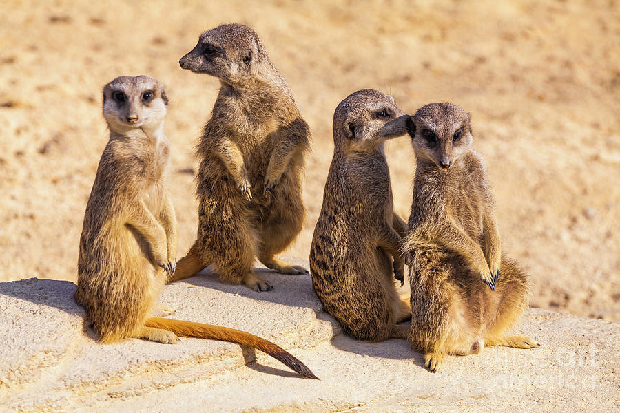 Group of suricates communicate in South Africa Photograph by Werner ...