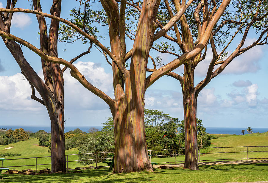 Group Of Three Rainbow Eucalyptus Trees With Golf Course On Kaua Photograph
