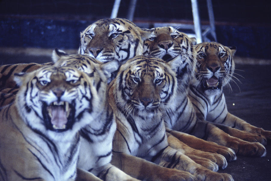 Group of tigers lying in circus arena Photograph by Jerry Yulsman