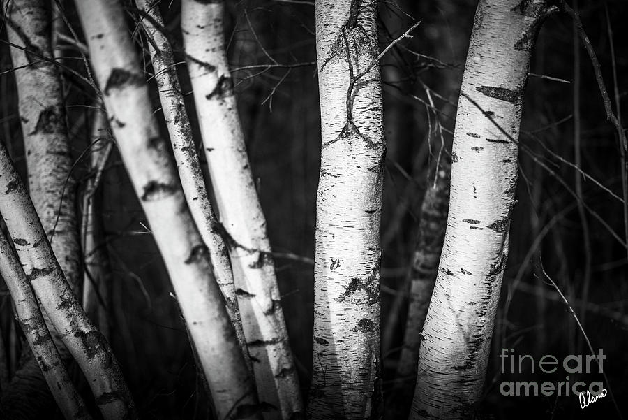 Group Of White Birch Photograph