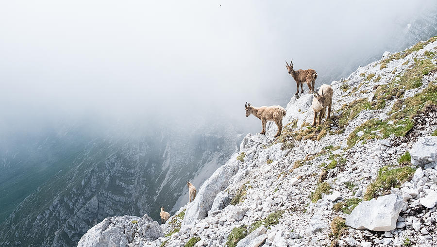 Group of wild chamois on a cliff in Italian dolomites Photograph by Bosca78