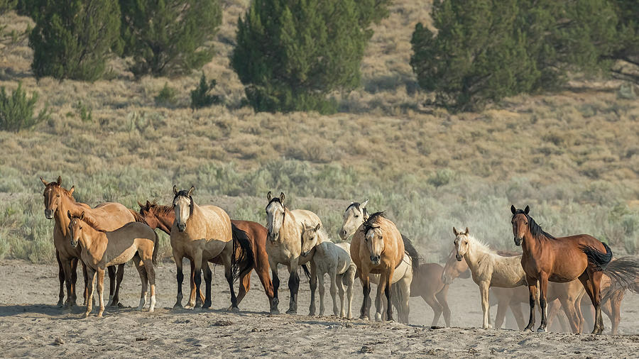 Wild Horses Photograph - Group Portrait - Palomino Butte Herd by Belinda Greb