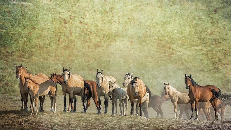 Group Portrait with texture - Palomino Butte Herd Photograph by Belinda Greb