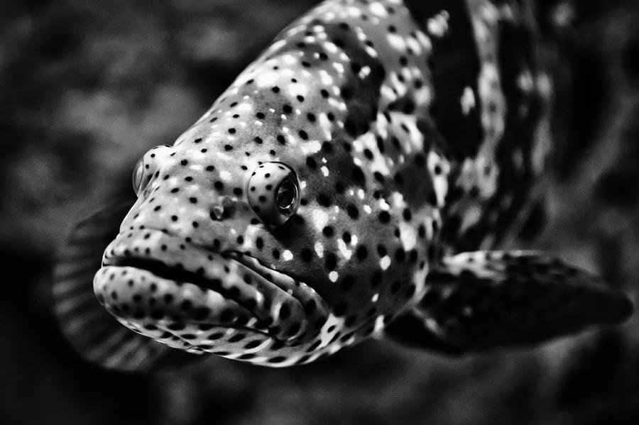 Grouper, Pingtung, Taiwan. Photograph by Clover No.7 Photography