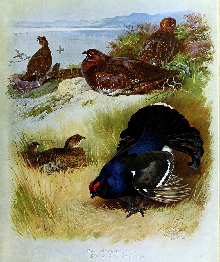 Grouse By Archibald Thorburn Mixed Media by World Art Collective