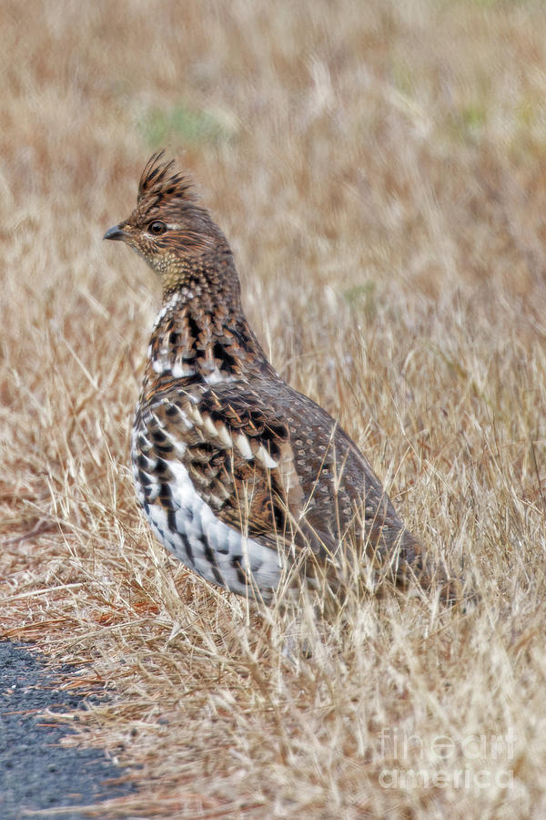 Grouse in Crex Meadows Photograph by Natural Focal Point Photography