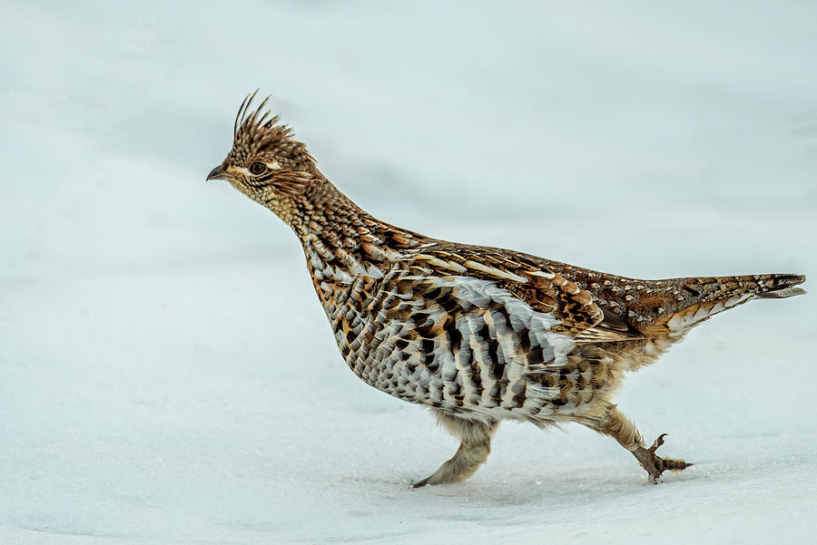 Grouse in Snow Photograph by Paul Freidlund