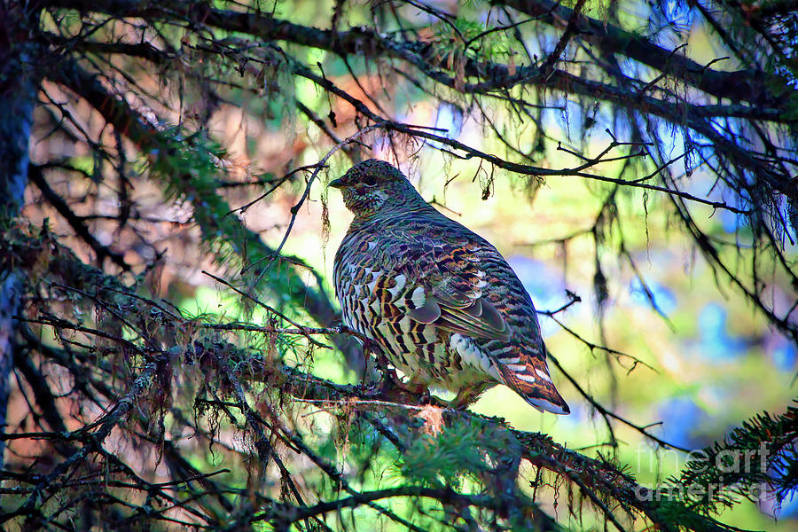 Grouse on Tree Photograph by Thomas Nay
