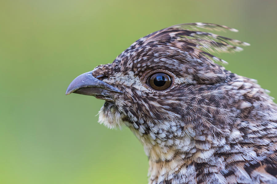 Grouse Portrait Photograph by Mircea Costina Photography