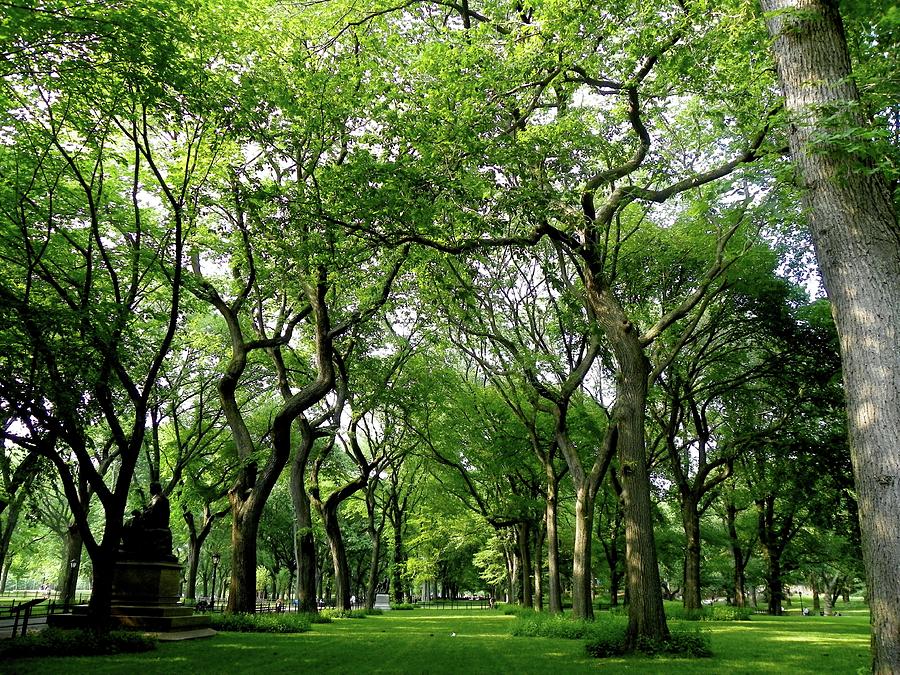 Grove of American Elms Photograph by M Three Photos - Fine Art America