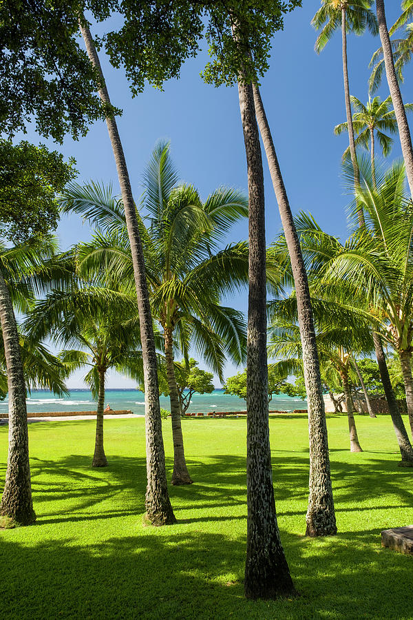 Grove of coconut, palms in Leahi Beach Park Photograph by David L Moore ...