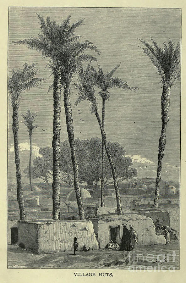 Grove of Palms at Memphis b1 Photograph by Historic illustrations